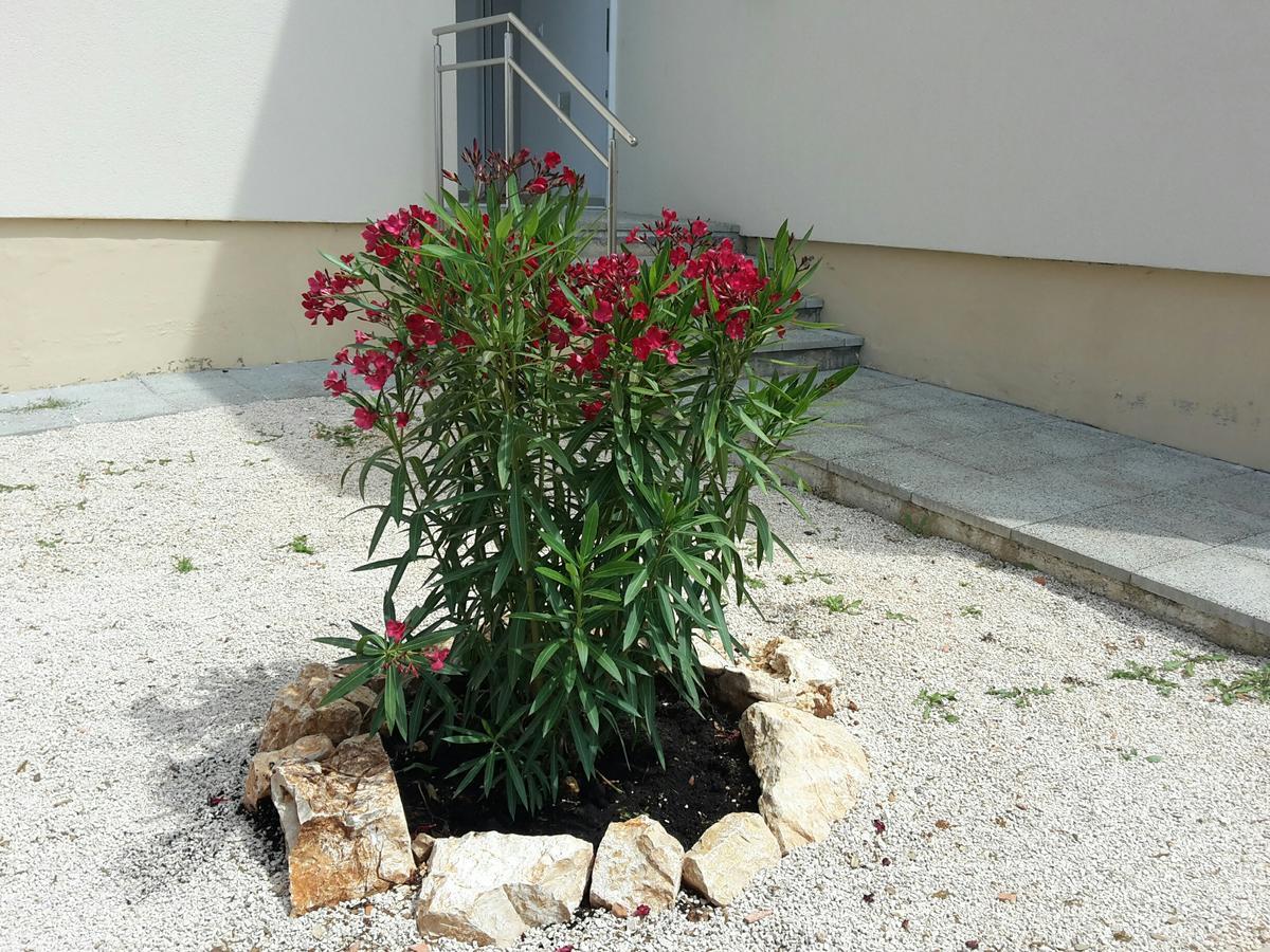 Apartmán Atena Zaton Nin Exteriér fotografie
